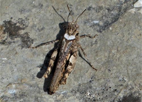 Réf. 227 449 : Acrotylus insubricus insubricus